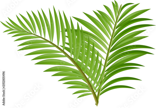 Palm Tree Leaves Isolated PNG Summer Beach Event Decoration