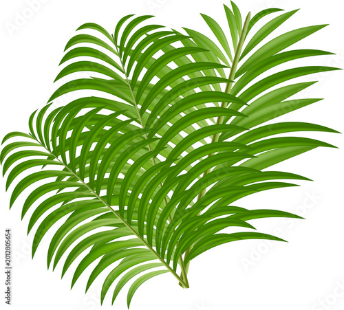 Palm Tree Leaves Isolated PNG Summer Beach Event Decoration