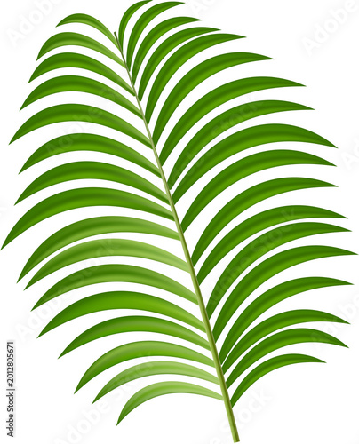 Palm Tree Leaves Isolated PNG Summer Beach Event Decoration