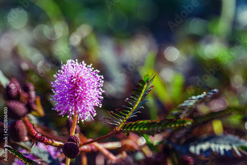 Tableau sur toile Shameplant Purple flower bloom(mimosa pudica)-sensitive plant blossom