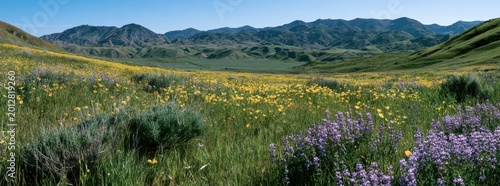 Panoramic view of a vibrant spring meadow filled with yellow poppies and purple lupine wildflowers set against a backdrop of rolling green hills under a clear blue sky in California