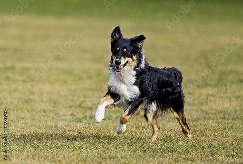 Mixed breed dog between Border Collie and Australian Shepherd jumps across meadow, Switzerland