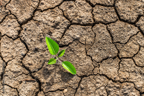 Fotografie Small Green Sprout Growing Through Cracked Dry Earth, Symbol of Hope, Resilience