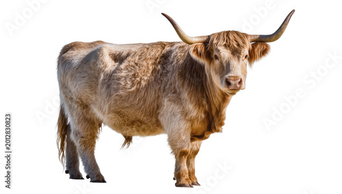 Foto Brown Highland cow with long horns, isolated on transparent background