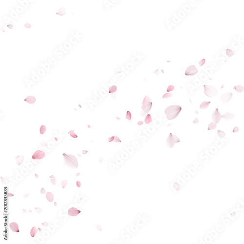 Dynamic swirl of soft pink cherry blossom petals flying in the air. Falling sakura flowers on a blank background. Spring floral design with copy space