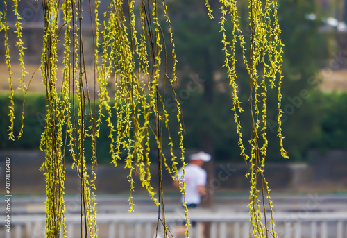 Fresh willow leaves with blurred runner in morning park, wellness and healthy lifestyle concept