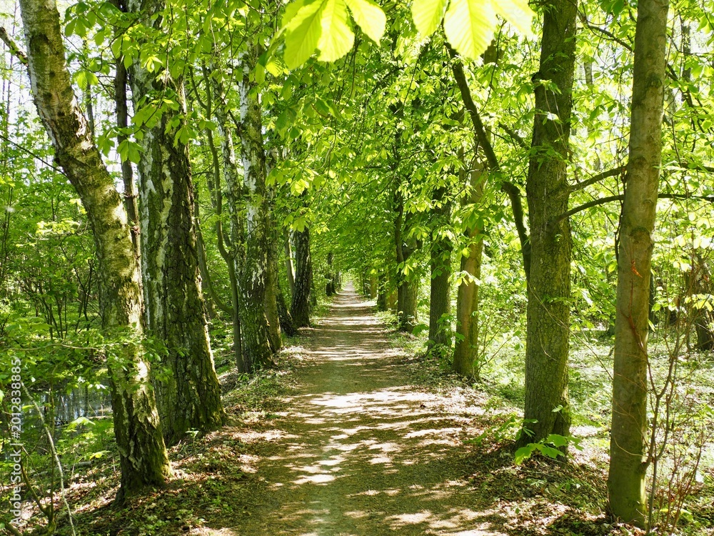Fototapeta premium Beautiful forest path between mature deciduous trees