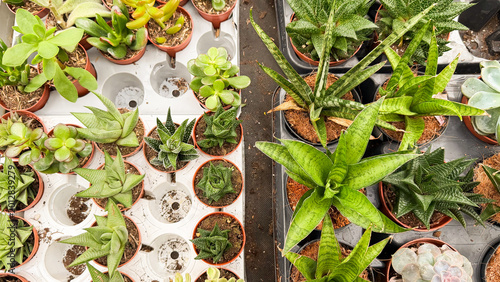 Fotografija Top view of assorted succulents and snake plants in plant nursery trays
