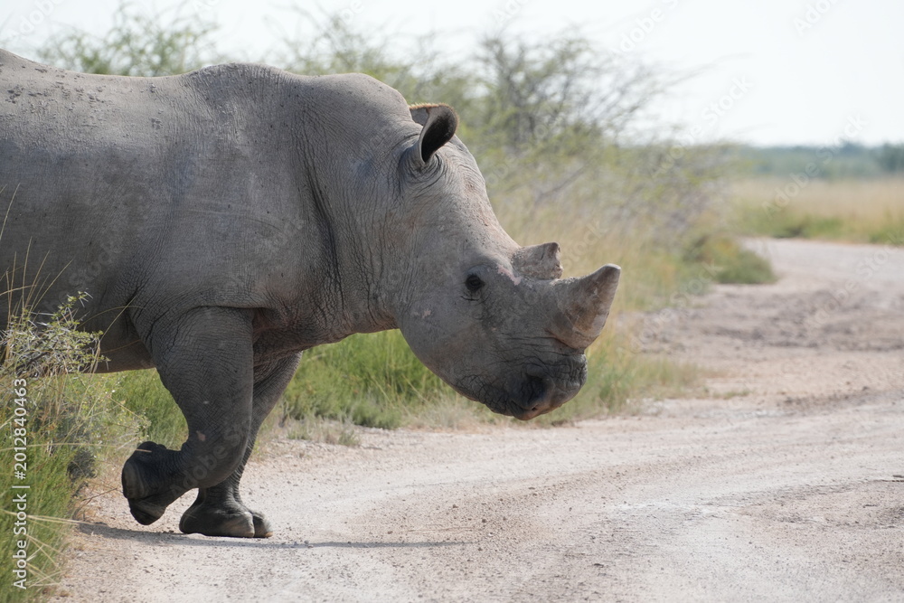 Obraz premium White Rhinoceros on Gravel Road in Etosha National Park, Namibia, Front Body Close-Up Walking Across Road