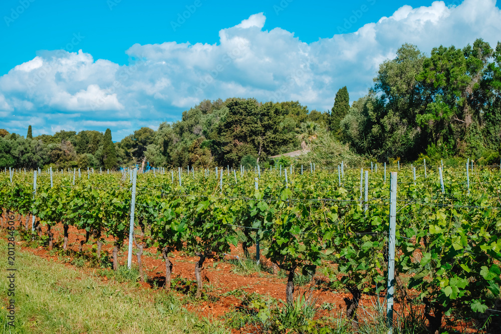 Obraz premium vines with red soil and trees on Ile Saint-Honorat