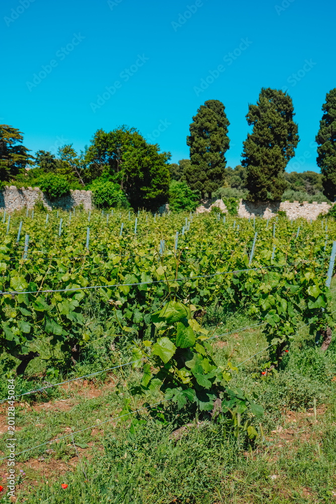 Obraz premium wide vineyard view on Ile Saint-Honorat with trees