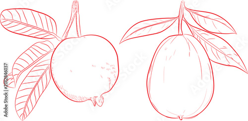 Obraz na plátně Two ripe guava fruits with green leaves attached are drawn in a clean red line art style to showcase the natural organic texture of these tropical snacks for culinary designs
