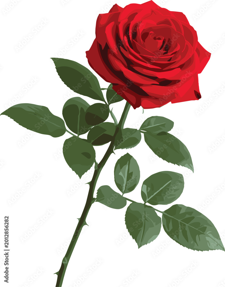 Obraz premium Elegant red rose illustration with detailed petals green leaves and romantic botanical floral composition