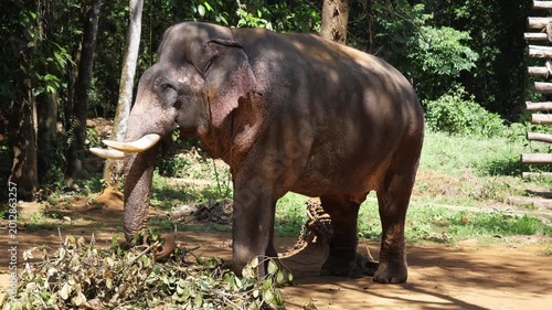 male elephant 
