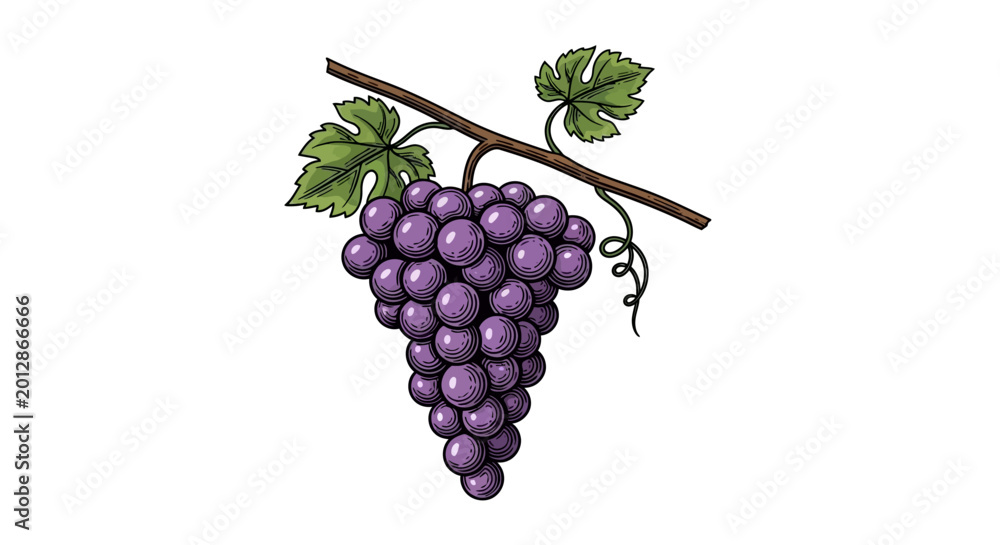 Fototapeta premium Detailed vintage illustration of a bunch of purple grapes on a vine. EPS Editable. Vector Illustrations.