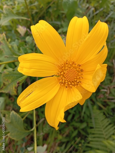 yellow daisy flower