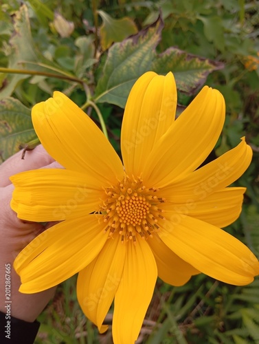 orange flower in the garden
