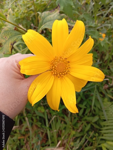 yellow flower in hand