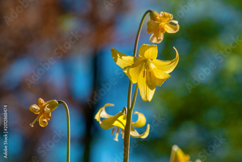 Foto Yellow lily flowers nodding in sunlit garden background