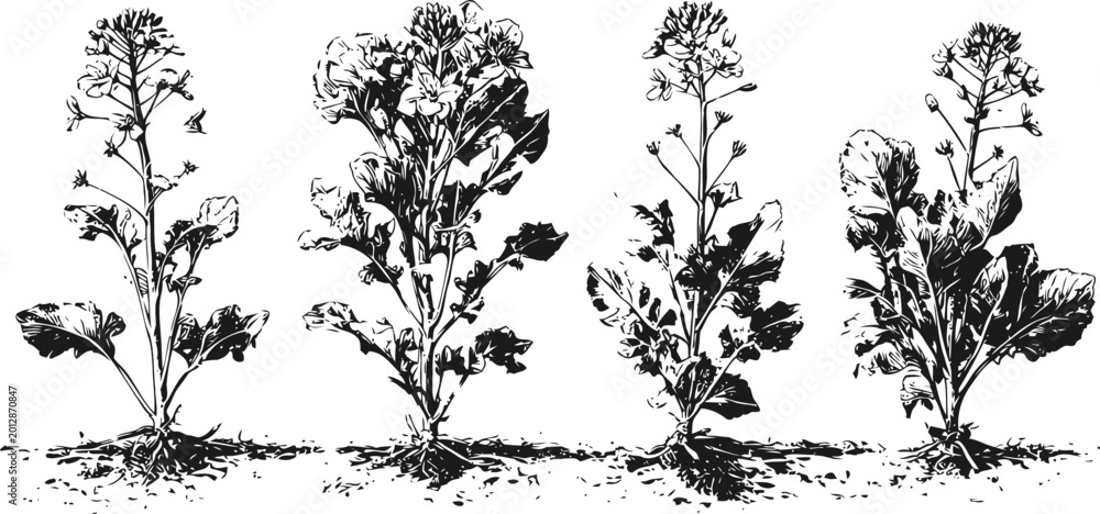 Fototapeta premium Four different wild mustard plants with detailed leaves and flowers in black and white botanical illustration