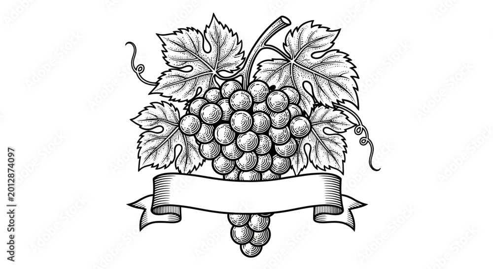 Fototapeta premium Vintage engraved illustration of a grape cluster with a blank ribbon banner. EPS Editable. Vector Illustrations.