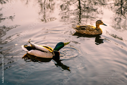 Photography Male and female mallard ducks swimming on a park pond at sunset.