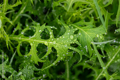 Quadro su tela 雨上がりの後にキラキラと輝く水滴がついた新鮮な水菜の葉と家庭菜園の風景