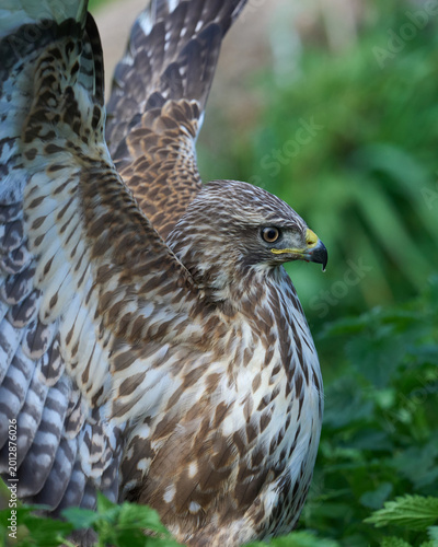Fototapeta Common buzzard 