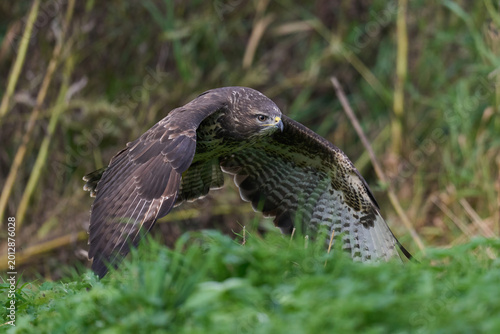 Common buzzard (Buteo buteo)