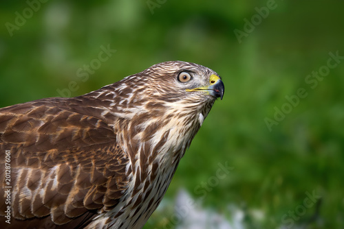 Common buzzard (Buteo buteo)