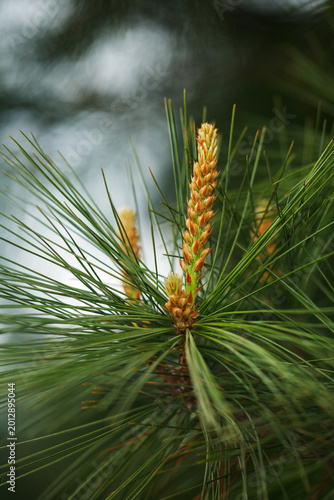 Vertical macro shot of young pine shoots or candles. Close-up of new green needles and spring growth on a coniferous branch in the forest.