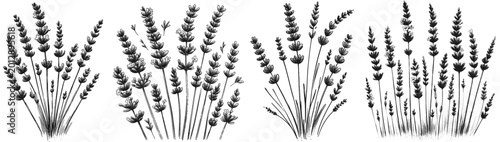 Fotografía Line art sketch drawing of lavender plants, showing multiple slender stems with densely packed flower buds