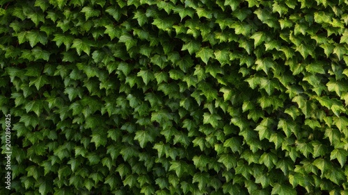 Dense ivy foliage with vibrant green hue. AI generated