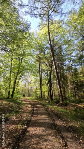 Sunny Forest Scenery During Springtime