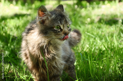  A cute long-haired tabby kitten stands in bright green grass on a sunny day, licking its lips with its pink tongue. Close-up portrait of a domestic kitten outdoors in a garden. Shallow depth of field