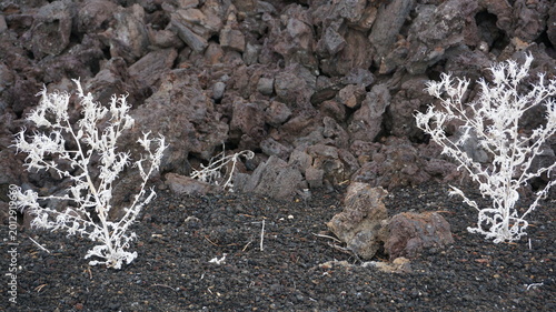 White Desert Plants Growing On Dark Lava Rocks At Craters Of The Moon Idaho USA