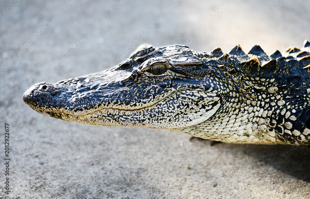 Fototapeta premium Gator