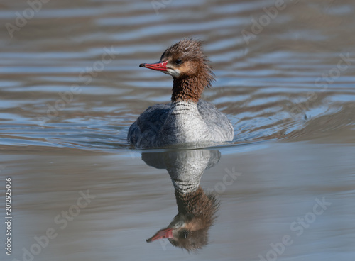 Tableau sur toile Common Merganser (Mergus merganser) swimming on beaver pond, Princes Island Park