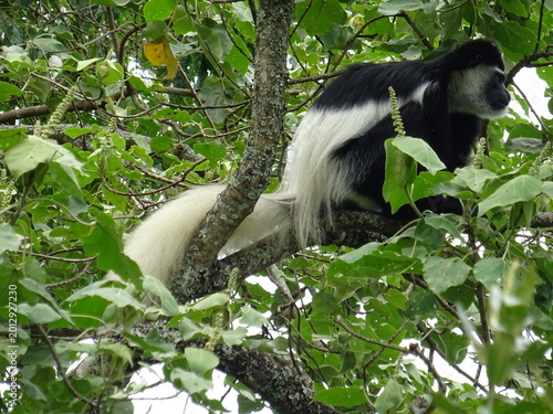 Photography Black and white colobus monkey in Arusha National Park, Tanzania
