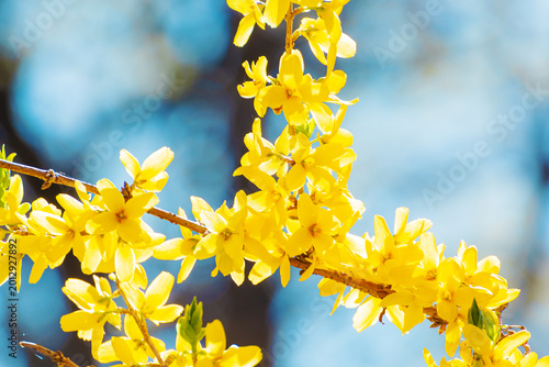 Yellow Forsythia blossoms against a blue sky. Nature's awakening.