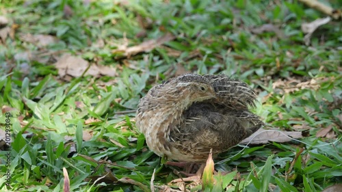 Quail resting