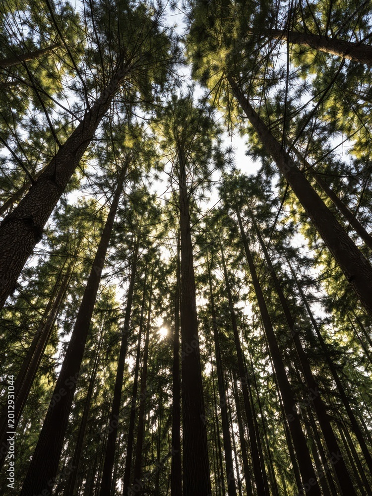 Fototapeta premium Tall Forest Trees Reaching Toward Bright Sky Canopy
