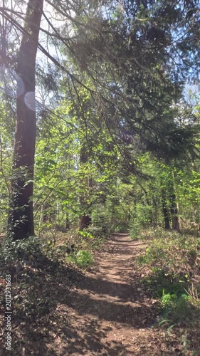 Sunny Forest Scenery During Springtime