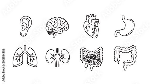 Foto Brain ear heart stomach and intestine doodle set with thin line medical anatomy