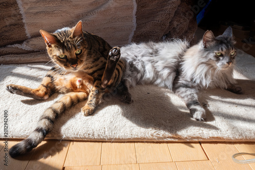 Schilderij op canvas 日向ぼっこする猫_毛づくろいする猫