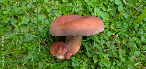 Delicious edible mushroom - orange-red lactarius or delicious lactaria