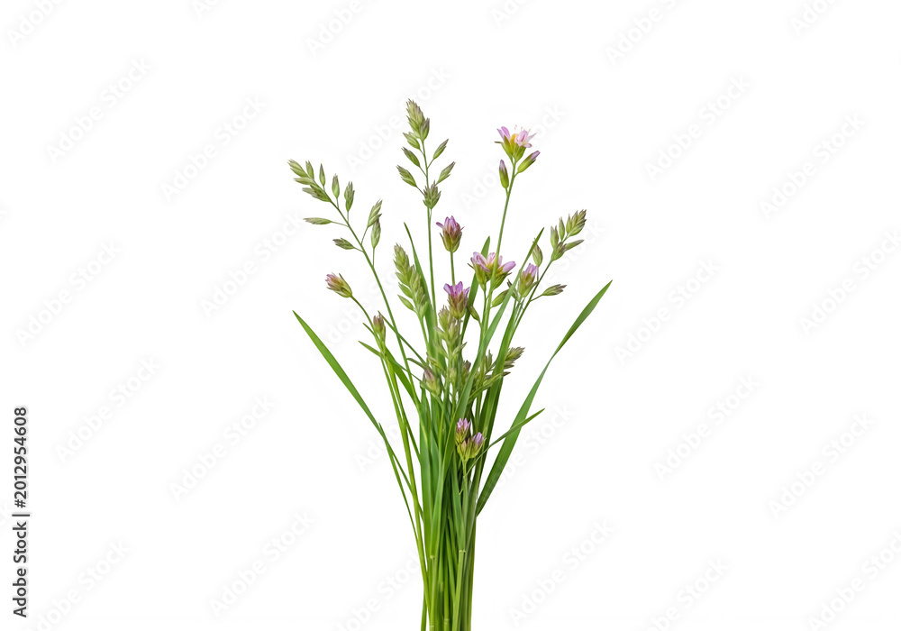 Fototapeta premium Bunch of green meadow grass with tiny pink flowers isolated on a transparent background