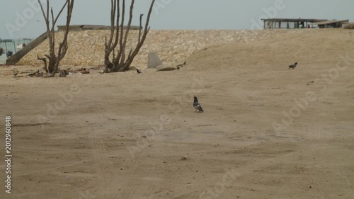 Beach scene with stray cat and food trucks