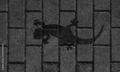 Salamander Symbol