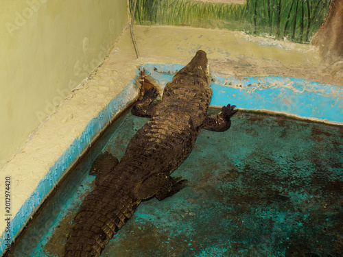 фотографія Horizontal shot of a big crocodile lying in shallow water near wall at city zoo